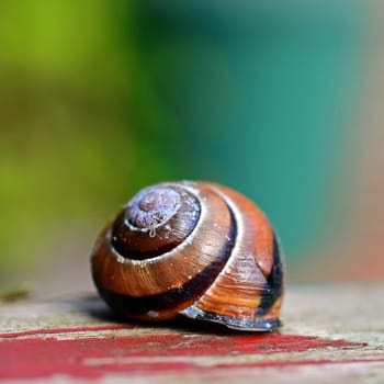 Snail-shell