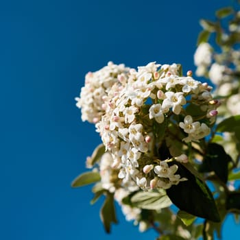 white flowers of an Easter snowball in spring