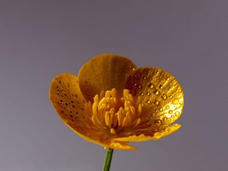 close up macro of a wet buttercup inside studio