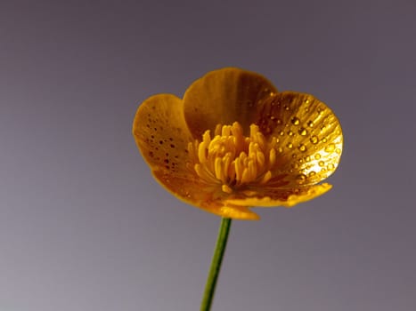 close up macro of a wet buttercup inside studio