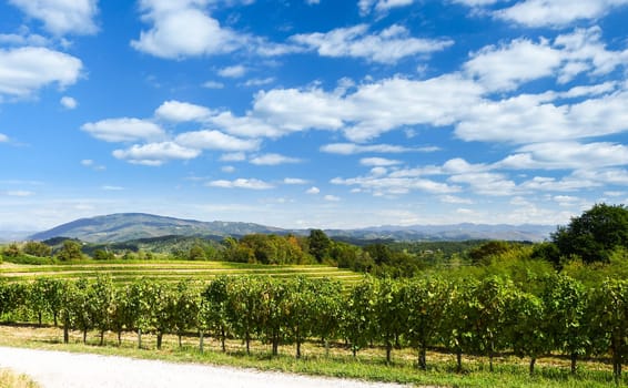 Agriculture, vineyard in spring and blue sky with clouds
