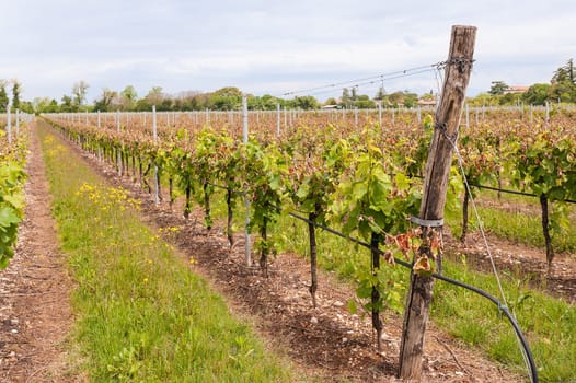 Damage on a vineyard, hit by a late frost in spring
