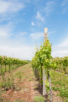 Agriculture, vineyard in spring and blue sky with clouds