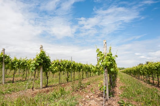 Agriculture, vineyard in spring and blue sky with clouds