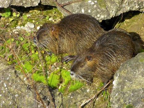 Pair of nutria or coypu. Myocastor coypus.