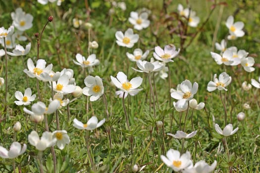 Anemone sylvestris