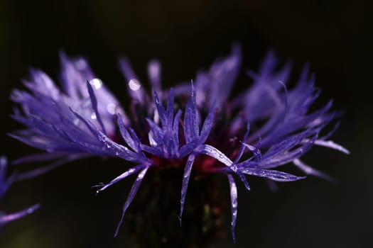 Close-up of a purple-blue cornflower