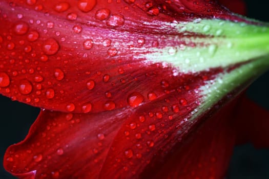 Close-up of raindrops on a red amaryllis flower
