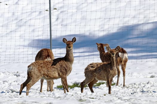Female Sika deer with young animals in the snow