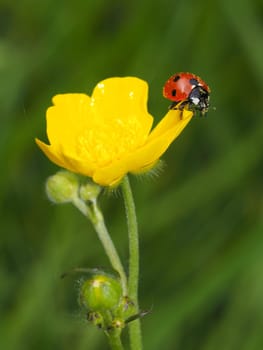 7-point ladybug