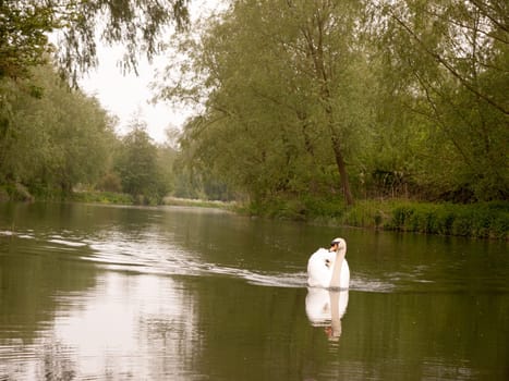 a lovely white mute swan single swimming down the stream river towards