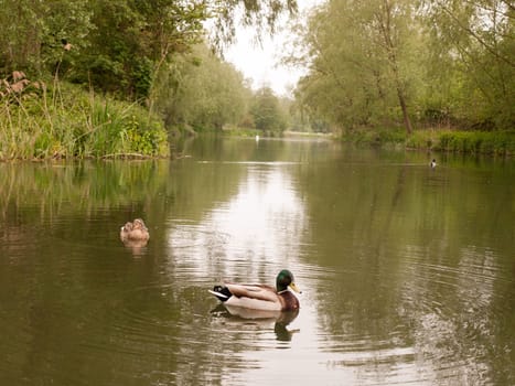 two female and male mallards close up on a river in spring