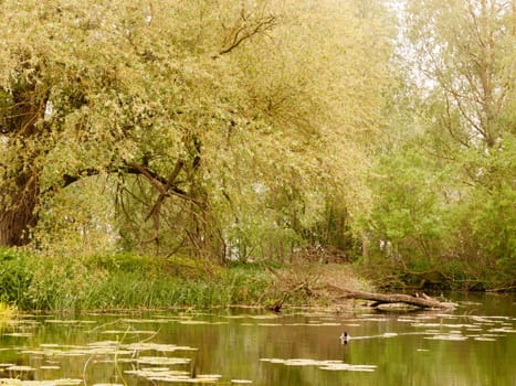 a lovely countryside park river stream scene with ducks