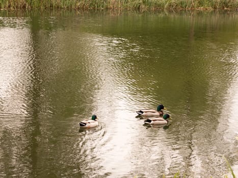 a bunch of three male mallards swimming down the stream river