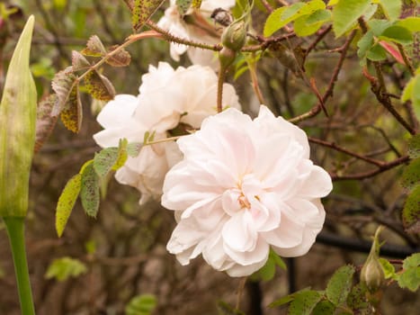 a lovely white flower head fluffy and many petals on tree outside in garden