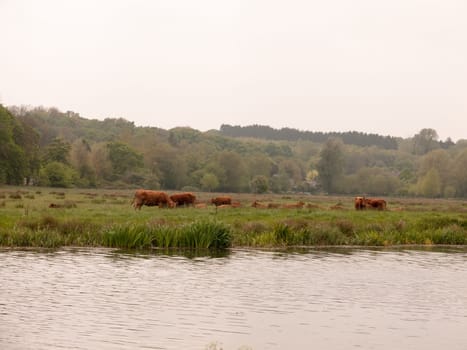 some lovely brown cow bullocks outside and across the river grazing