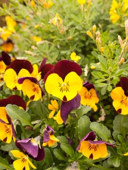 lovely bunch of yellow pansies outside in the garden