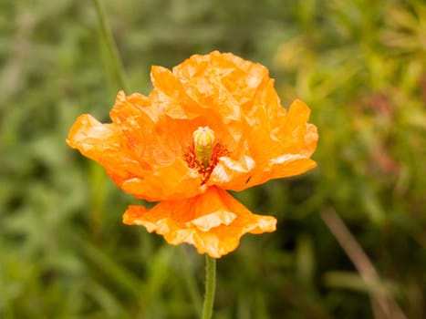 beautiful orange poppy flower head isolated outside in garden