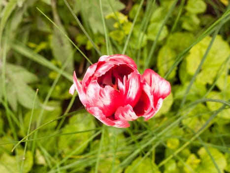 a lovely crisp red and white open and closed tulip flower head