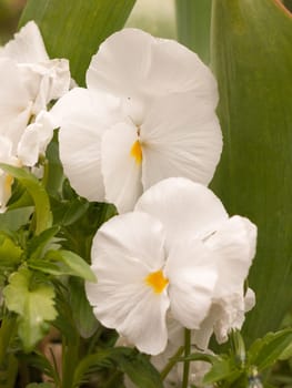 lovely white flower heads of pansies outside in the garden