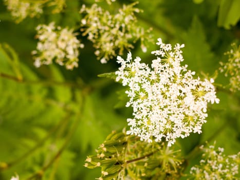 beautiful white domesticated cow parsley in garden