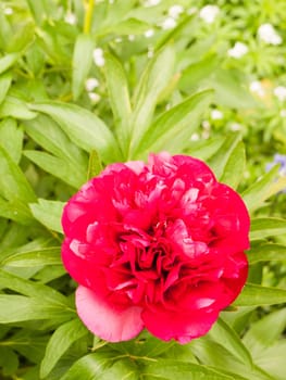 beautiful red big lush flower head outside in garden