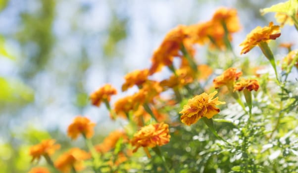 Bright yellow and orange marigolds growing in garden on a sunny day