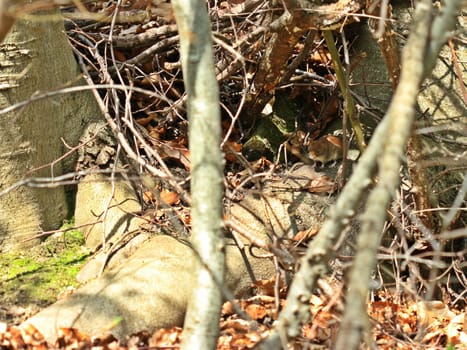 Rubella mouse (Myodes glareolus) sits on tree root