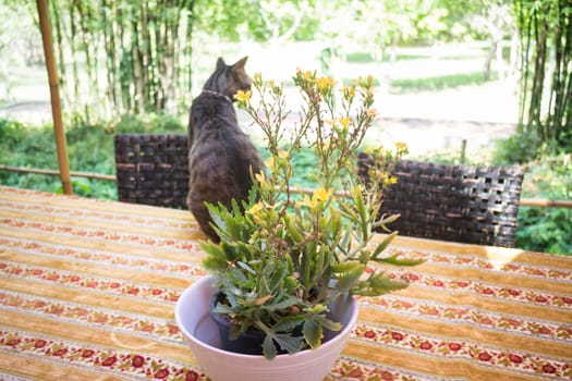 Cat Chilling Out On Dinner Table, stock photo