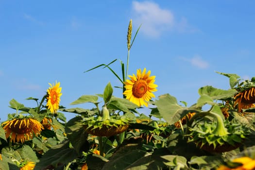 Sunflower and grass with the blue sky.
