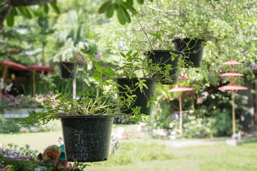 Hanging Green Plant Pot From Roof, stock photo