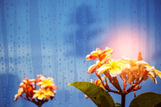 Glass window with flowers in the rainy season.