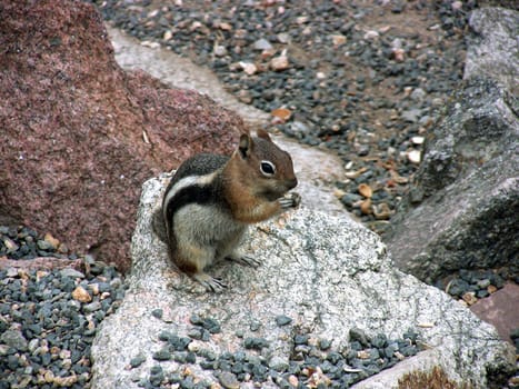 squirrel eating outdoors wild