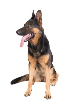 dog, German Shepherd, isolated in a white background