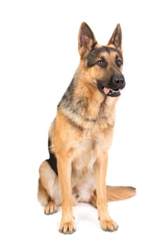 dog, German Shepherd, isolated in a white background