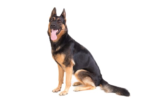 dog, German Shepherd, isolated in a white background