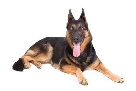 dog, German Shepherd, isolated in a white background