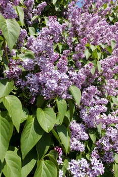 Lilac blooming in spring,shrub with flowering purple lilac