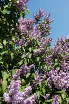 Lilac blooming in spring,shrub with flowering purple lilac