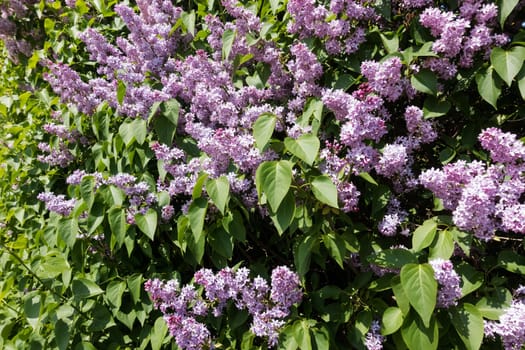 Lilac blooming in spring,shrub with flowering purple lilac