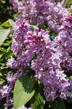 Lilac blooming in spring,shrub with flowering purple lilac