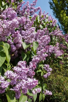 Lilac blooming in spring,shrub with flowering purple lilac