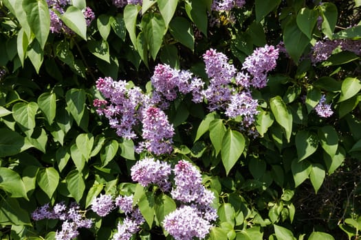 Lilac blooming in spring,shrub with flowering purple lilac