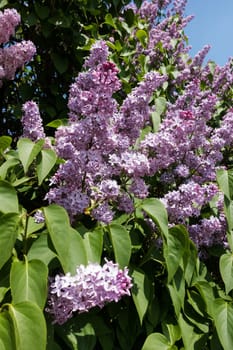 Lilac blooming in spring,shrub with flowering purple lilac