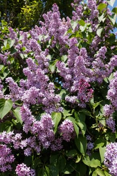 Lilac blooming in spring,shrub with flowering purple lilac