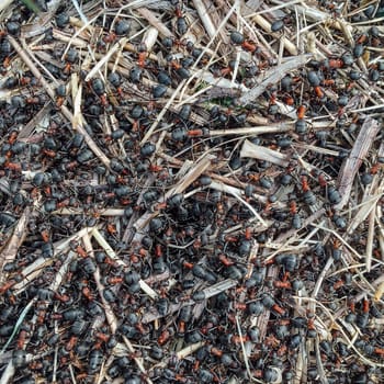 Wood ant colony on the beach.