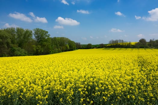 Agriculture with rapeseed,field with money-flowering rapeseed plant