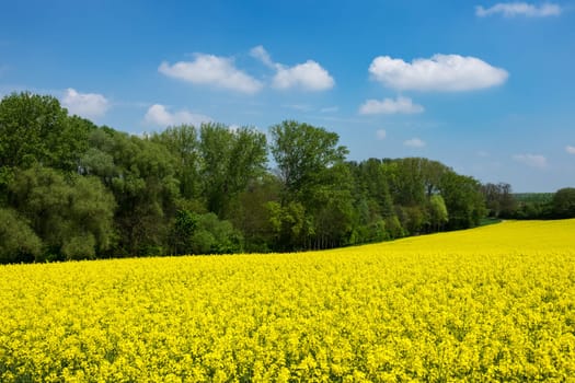 Agriculture with rapeseed,field with money-flowering rapeseed plant