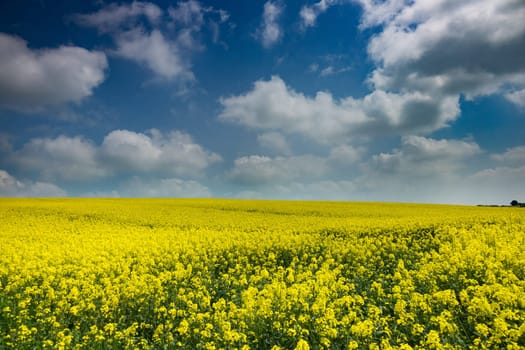 Agriculture with rapeseed,field with money-flowering rapeseed plant
