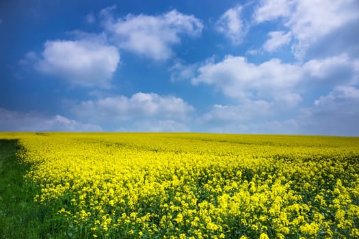 Agriculture with rapeseed,field with money-flowering rapeseed plant